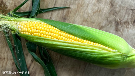 【2026年先行予約】桜川市産 とうもろこし 品種おまかせ 約4kg[FJ001sa]	