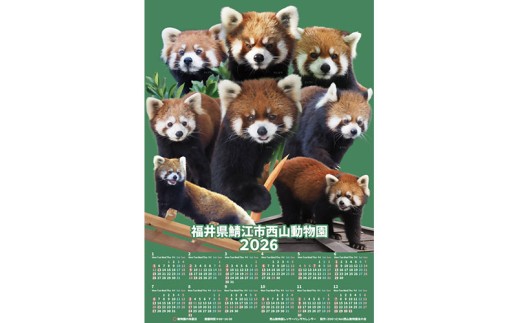 西山動物園レッサーパンダカレンダー2026 [A-06805] / カレンダー 西山公園 動物園 アニマル 鯖江 福井県鯖江市