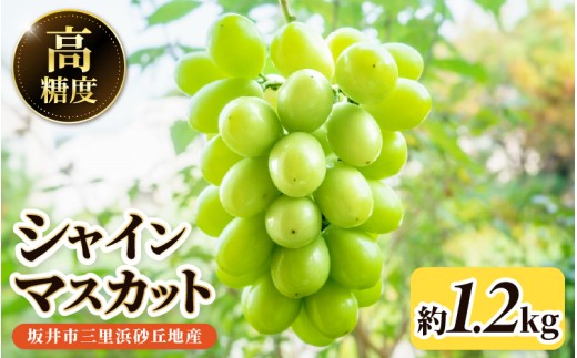 【先行予約】坂井市三里浜砂丘地産 シャインマスカット 2房（約1.2kg） 【2027年8月中旬以降順次発送予定】 【マスカット ブドウ ぶどう 葡萄 果物 くだもの フルーツ 果実 新鮮 国産】 [A-19006]