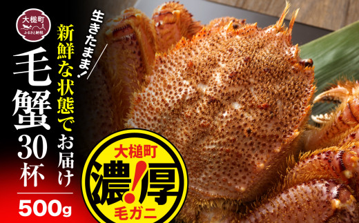 【令和9年発送先行予約】三陸産！活毛ガニ 500g×30杯【2027年2月～4月発送】【08】