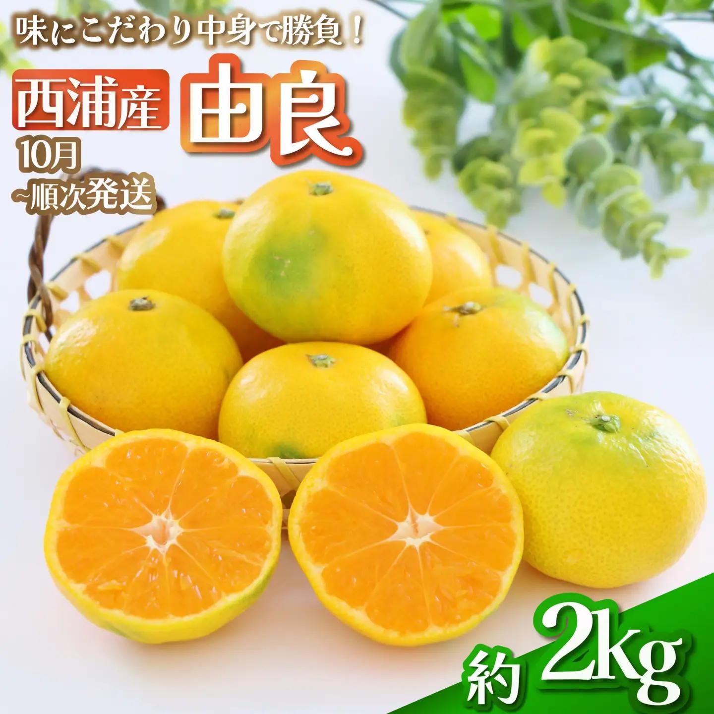 由良みかん 約2kg みかん 蜜柑