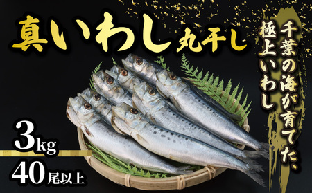 いわし 丸干し 約 3kg いわし いわし いわし いわし いわし