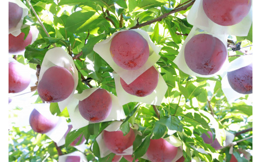 ＜2026年発送先行予約＞すもも「太陽」10～13玉入り×2箱約3kg ALPAA016