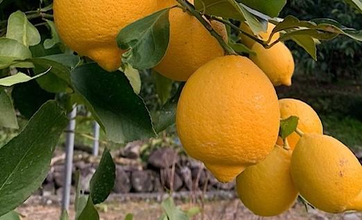 ［産地直送］和歌山県産 レモン 2kg 家庭用 ［US44］