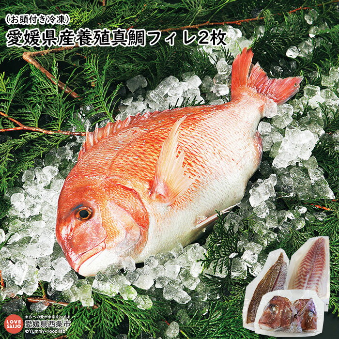 【ふるさと納税】＜愛媛県養殖真鯛フィレ2枚(お頭付き冷凍)＞ ※翌月末迄に順次出荷します。 魚 魚介 たい タイ ヒレ 愛媛県 西条市 【冷凍】