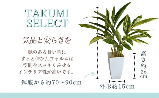 緑の匠が選んだ観葉植物 素敵な空間づくりに ゲットウ( 観葉植物 ゲットウ 月桃 植物 贈り物 送料無料 )【B9-019】