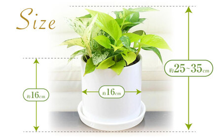 観葉植物ポトス 3種 円柱形 観葉植物 [ACYK039]