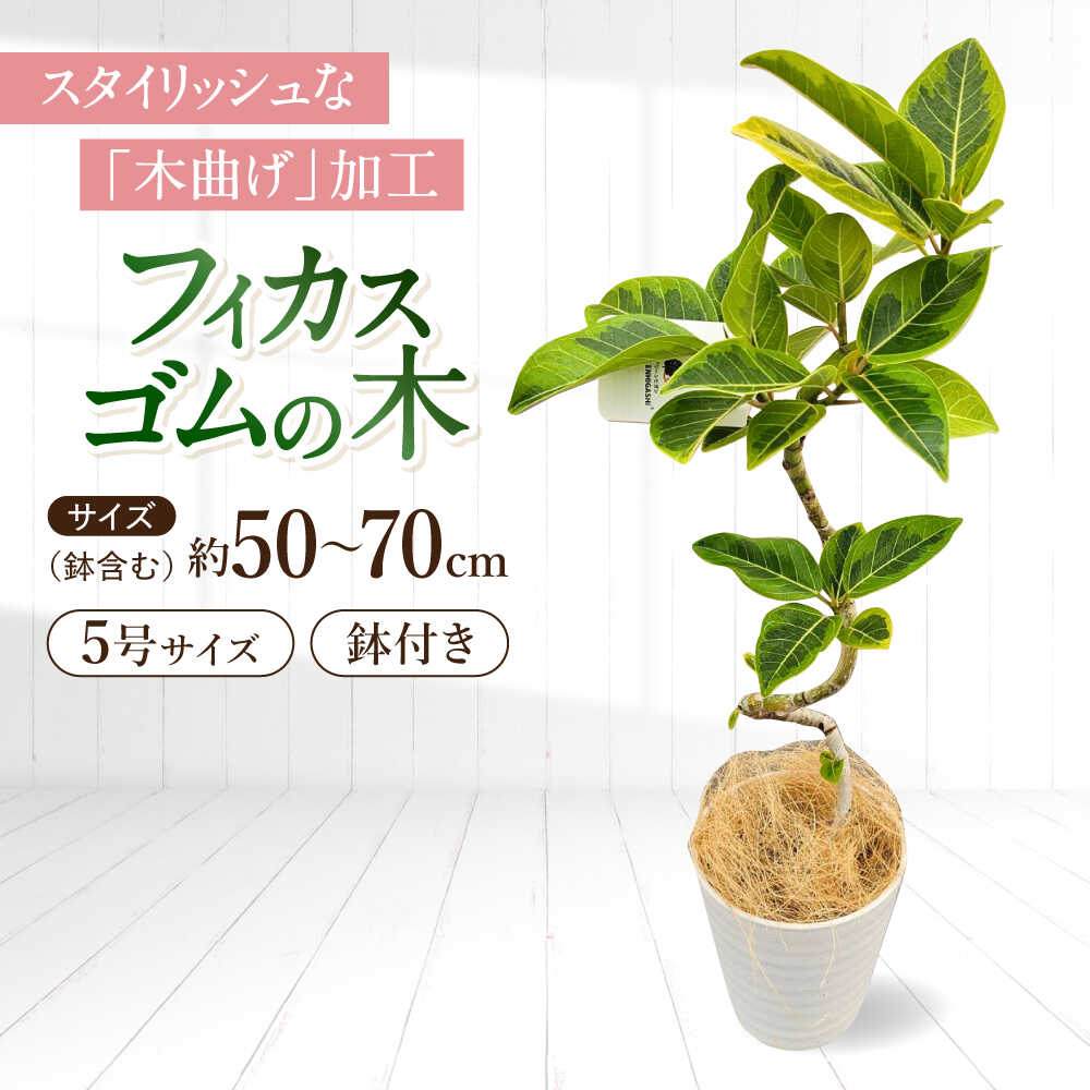 【ふるさと納税】観葉植物 フィカスゴムの木 鉢植え 大村市 エコグリーンヒガシ/フィカス ゴムの木 ゴムノキ 鉢付き 室内 植物 インテリア プレゼント ギフト[ACAL007]