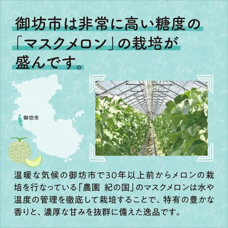 農園自慢の『マスクメロン』（アールスメロン）大玉×2玉入り《先行予約》2027年6月下旬から順次発送【0264-5】
