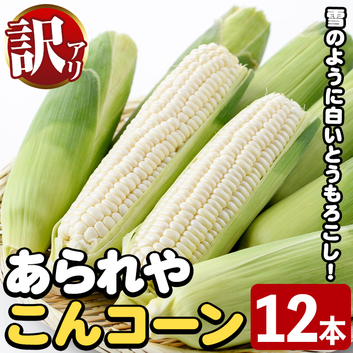 ＜先行予約受付中！2026年9月下旬以降順次発送予定＞訳あり！白いとうもろこし「あられやこんコーン」(12本) 国産 トウモロコシ 玉蜀黍 ホワイト コーン 野菜 糖度 夏 イネ科 数量限定 期間限定 訳アリ 旬 【うとさんち】akn067-05