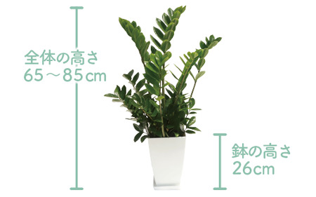 【観葉植物】ザミオクルカス ザミフォーリア65cm～85cm(Green Base/016-1741) 観葉 植物 インテリア 鉢植え 鉢植 グリーン 自然 ナチュラル 美しい 清涼感 園芸 室内 オ