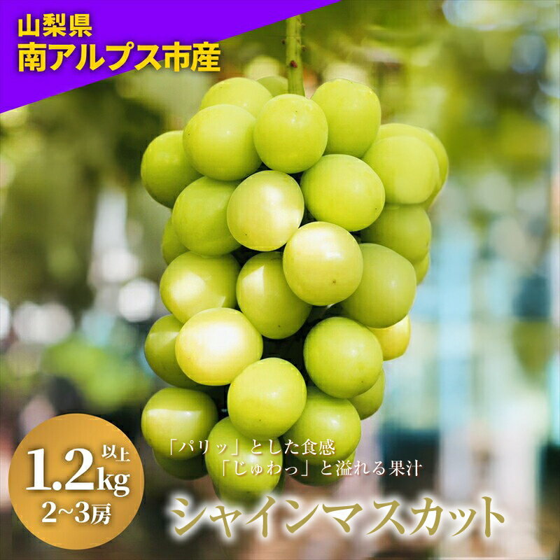 【ふるさと納税】 朝どれ新鮮！キラキラ大粒！ご褒美シャインマスカット ふるさと納税 シャインマスカット マスカット 葡萄 ぶどう 果物 おすすめ 山梨県 南アルプス市 送料無料 ALPDY001