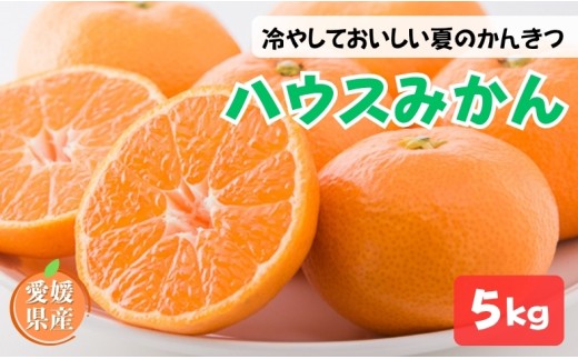 ハウスみかん ご家庭用 5kg 【7月下旬から順次発送予定】 みかん 人気 数量限定 柑橘 愛媛 伊予市｜D126