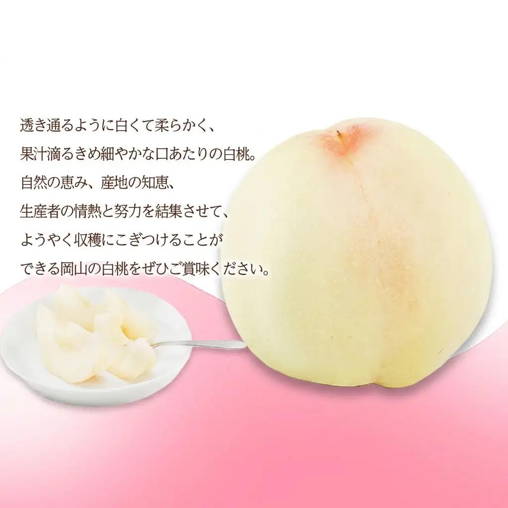 白桃 化粧箱入り 岡山県産 白桃【6玉 1玉300g以上】【先行予約】