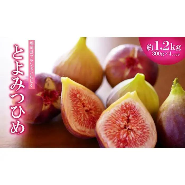 【福岡限定ブランド】いちじく とよみつひめ 約1.2kg （ 300g×4パック）| いちじく 福岡県産 果物 フルーツ とよみつひめ 福岡県 大川市