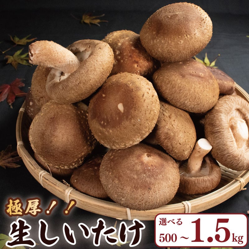 
            きのこ しいたけ 選べる 容量 500g ～ 1.5kg キノコ 椎茸 ステーキ 生しいたけ 生 シイタケ 大ぶり だし ダシ 焼きしいたけ 肉詰め 鍋 味噌汁 スープ 野菜 新鮮 旬 食べ応え 厚い 肉厚 うまみ セット 菌床しいたけ マルイ園 徳島県 吉野川市
          