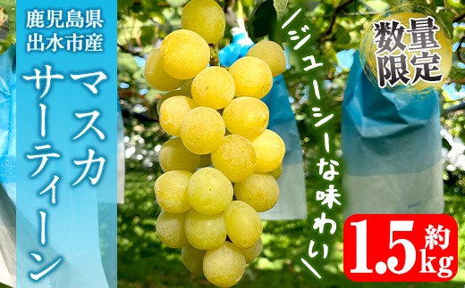 
            i1115-B ≪数量・期間限定≫ マスカサーティーン (計約1.5kg) 国産 鹿児島 出水市 ぶどう ブドウ 果物 くだもの フルーツ マスカ・サーティーン マスカット 葡萄 旬 種なし 旬 歯ごたえ 冷蔵 【山門ぶどう園】
          