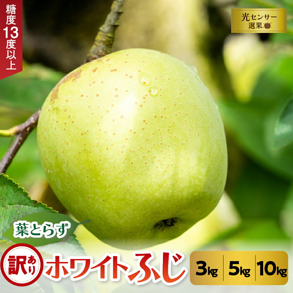 【ふるさと納税】 訳あり 葉とらず ホワイト ふじ りんご 約 3kg / 約 5kg / 約 10kg 《 内容量 と 配送時期 が選べる 》 11月 ／ 12月 青森 産 葉とらずりんご ホワイトふじ ワケアリ リンゴ 訳ありりんご ハトラズホワイト フルーツ 果物 青森県 五所川原市