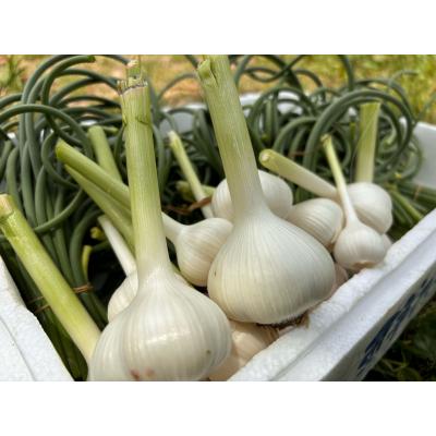 ふるさと納税 宗像市 にんにくの芽みそ 3本(自然栽培のにんにくシリーズ)【むなかたひかり】_HA1553 |  | 02