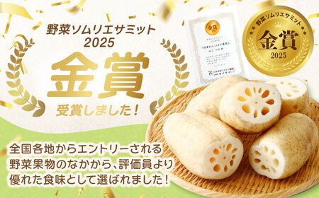 泥付きれんこん 大蓮愛 3kg 池上ファーム れんこん 先行予約 2026年11月～発送  [IDN001]