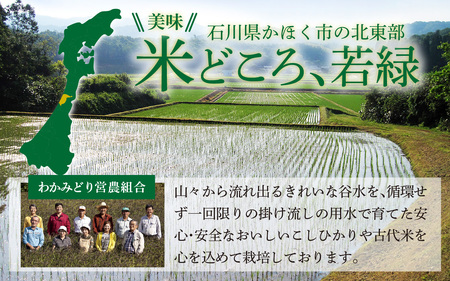 【先行予約】こしひかり 10kg【2027年3月発送】｜ コシヒカリ お米