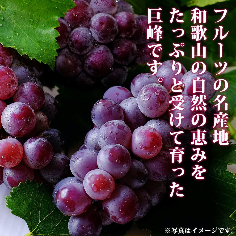 紀州有田産の種なし巨峰ぶどう２房（約800g～1kg）【2026年発送 先行予約】AN049_イメージ4