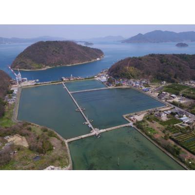 ふるさと納税 大崎上島町 瞬間凍結 活〆塩田育ちの車海老 250g |  | 03