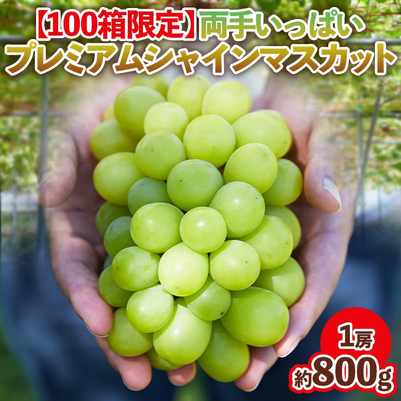 【100箱限定】両手いっぱい 1房 800g プレミアム シャインマスカット 【令和8年産先行予約】FS24-816