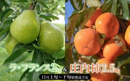 【令和7年産先行予約】山形県産 ラ・フランス＆庄内柿のセット　産直あぐり K-747