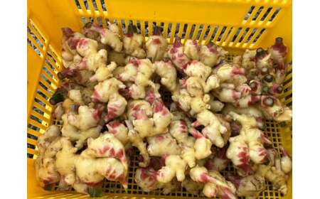 【先行予約】 陸前高田市産 黄金生姜 約1kg 【 ショウガ 産地直送 新鮮 料理 野菜 薬味 岩手県 陸前高田市 】2025年10月から発送予定 RT2725