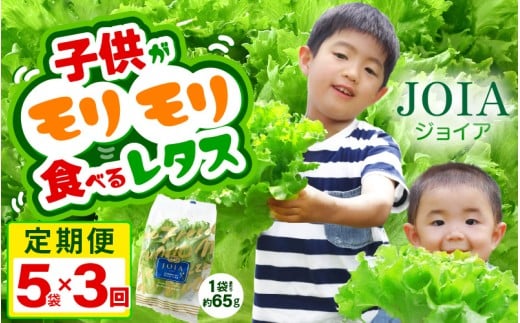 定期便 ≪3ヶ月連続お届け≫苦くな～い！野菜ぎらいの子もモリモリ食べるやさしいレタス　 約65g×5袋（栽培期間中農薬不使用・洗わず食べられる） 【野菜 生野菜 レタス サラダ お弁当 水耕栽培 洗わず食べられる 時短 付け合わせ】[m40-a022]