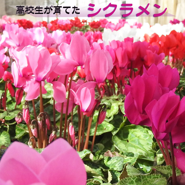 【ふるさと納税】熊本県阿蘇市 阿蘇中央高校 シクラメン 5号鉢 12月〜1月 期間限定 色は5色の中からおまかせでお届け 赤 紫 白 ピンク ピンクに白ふち 生花 鉢植え ガーデニング ギフト クリスマス お歳暮 贈り物