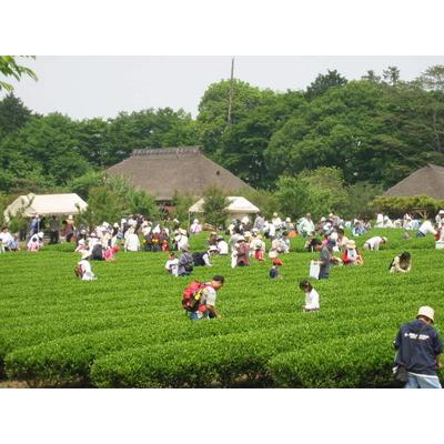 ふるさと納税 古河市 古河公方公園摘み さしま茶 オリジナルポストカード2枚付き ※着日指定可 _DP20 |  | 02