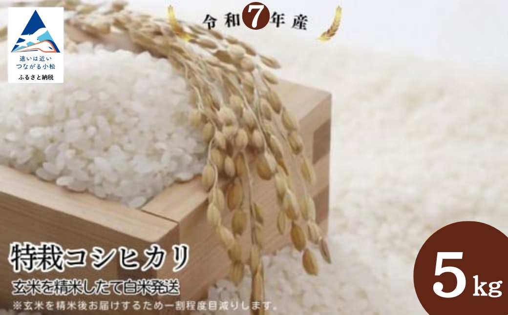 特栽コシヒカリ 白米（玄米5kgを精米したて白米発送） 令和7年産 こしひかり 米 お米｜石川県 小松市 有限会社のむら農産