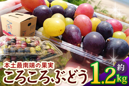 ＜訳あり＞ 本土最南端 ぶどう　ころころぶどうパック 約1.2㎏ ｜訳あり 家庭用 産地直送 旬 ブドウ 葡萄 ぶどう フルーツ 果物 くだもの ≪2025年8月より順次発送≫　TE707