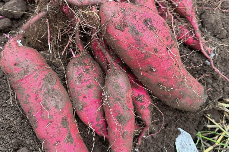 56-05 熟成紅はるか 切り落とし 干し芋 1.5kg はづつこ【干しいも 芋 ほしいも さつまいも サツマイモ 熟成 阿見町 茨城県】