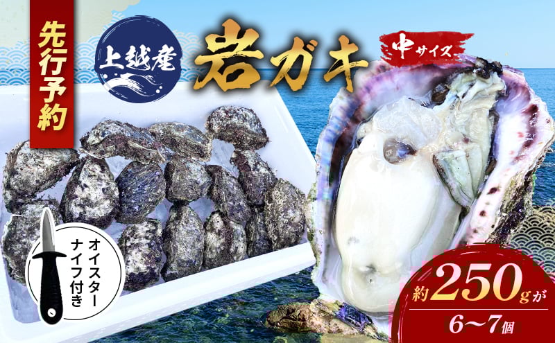 
            水揚げ当日発送/ナイフ付 生食用 天然 岩牡蠣 約1.5kg(1～2人前/6～7個) 新潟 上越産 手採り プリプリ 濃厚 BBQ 送料無料 岩ガキ 牡蠣
          