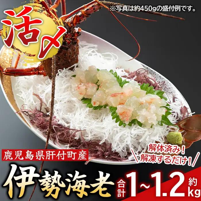 【活き〆冷凍】伊勢海老 刺身 (約1～1.2kg) 鹿児島 国産 えび エビ 伊勢海老 さしみ【網元】D47002