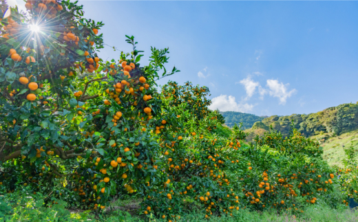 【高島屋選定品】【九州屋】【先行予約】味ロマン5kg（S～Mサイズ）＜高島屋＞ [CFQ058]