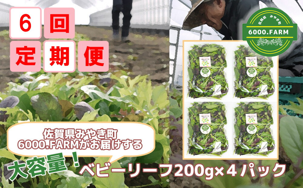 【ふるさと納税】【6回定期便】大容量ベビーリーフ200g×4セット 有機JAS認証取得 野菜 葉野菜 サラダ 国産 直送（FV010）