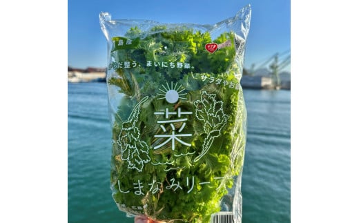 
            しまなみリーフ（1袋140ｇＸ6袋）2025年11月下旬から発送【野菜 サラダ 無農薬 やさい 食品 人気 おすすめ 尾道 因島】
          