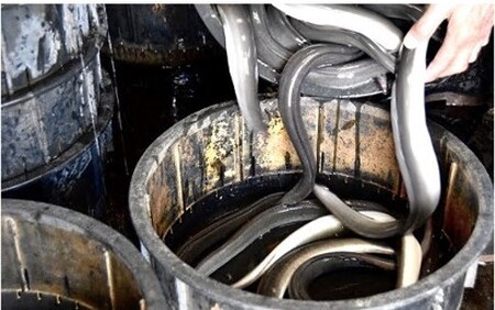 うなぎ松岡蒲焼5本 うなぎ うなぎ うなぎ うなぎ うなぎ