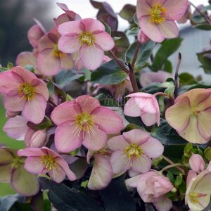 【先行予約】 花 冬の貴婦人 クリスマスローズ 新品種 アーリーローズ 開花株 4.5号 冬 季節 ガーデン ガーデニング 庭 贈答 プレゼント ギフト 植物 2025年12月中旬より発送開始 オンラ