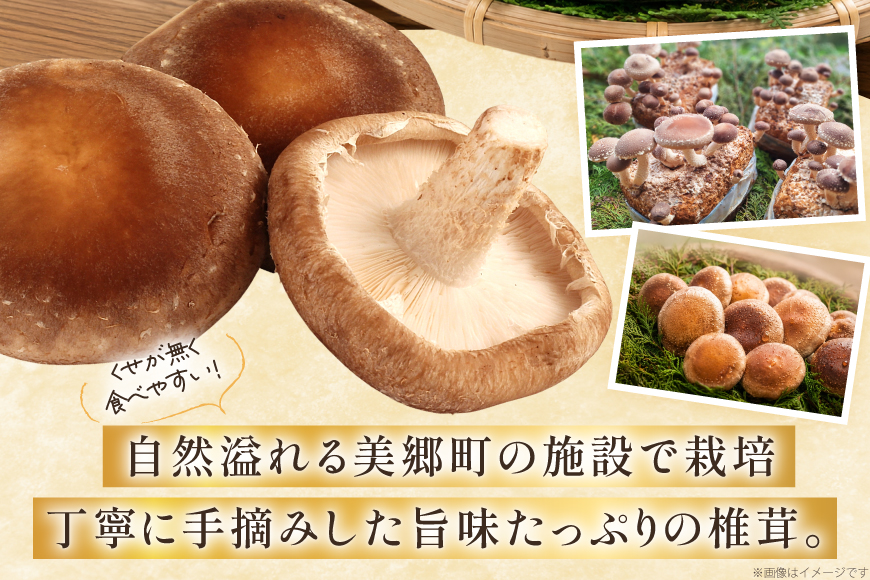 生しいたけ セット 約300g× 2袋 約150g× 2袋 計4袋 約900g [杉本きのこ園 宮崎県 美郷町 31bs0001] 菌床 椎茸 しいたけ シイタケ きのこ キノコ お鍋 天ぷら 炒め物