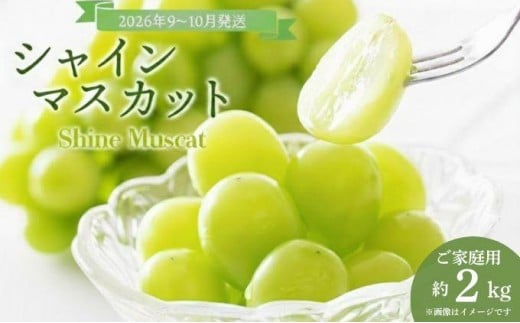
            ＜2026年発送分 先行予約＞9～10月発送ご家庭用シャインマスカット2Kg箱【029-a013】
          