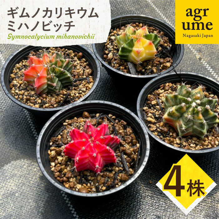 【ふるさと納税】ギムノカリキウム ミハノビッチ 4株 Gymnocalycium mihanovichii 長与町/アグリューム[EAI278]