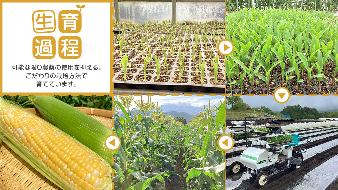 【 数量限定 】 嬬恋産 とうもろこし ドルチェドリーム 約12本～14本 約 7kg トウモロコシ 大粒 野菜 群馬 産地直送 期間限定 お取り寄せ [AT002tu]