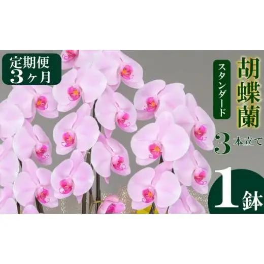 【定期便3ヶ月】 胡蝶蘭 3本立て ピンク スタンダード 花 