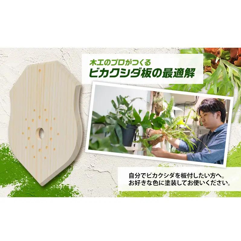 ビカクシダ板 SeamBoard C型 Mサイズ ビカクシダ コウモリラン 板付け 壁掛け 観葉植物 植物 おしゃれ インテリア 室内 無塗装 ギフト プレゼント 育てやすい 株式会社アサヒ 送料無料