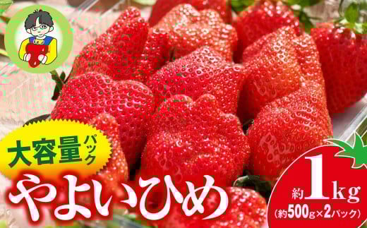 いちご やよいひめ 500g × 2パック 1kg | コク 甘み 朝採れ やよいひめ 大粒 甘み 酸味 バランス 贈答用 新鮮 完熟 いちご 旬 苺 ストロベリー 産地直送 果汁 甘い あまい 人気 高評価 美容 健康 旨味 高糖度 ごほうび 群馬県 前橋市
